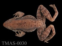 藏品(貢德氏蛙)的圖片